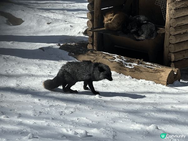 前排3月既時候去左仙台狐狸村，呢個時間仲係當地冬天，成個地方...