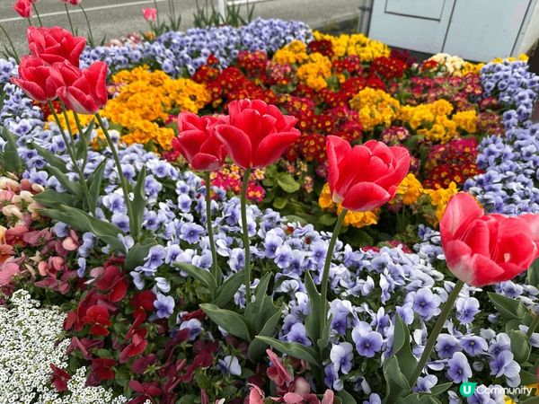 中州河兩旁建築物映照下，點拍都咁𧡘，再加上藍天白雲，正。