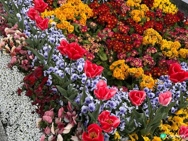 中州河兩旁建築物映照下，點拍都咁𧡘，再加上藍天白雲，正。