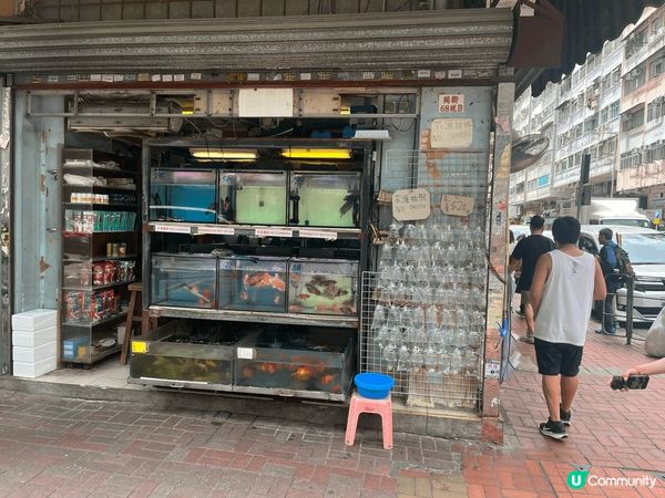 旺角金魚街而家真係成為咗一個超人氣嘅打卡熱點，吸引咗好多本地...