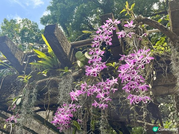 深圳仙湖公園係深圳最值得花上一整日時間去欣賞自然風景和植物嘅...