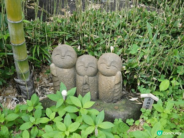 鐮倉長谷寺 每年6月都會開滿繡球花，去長谷寺只係距離東京搭車...
