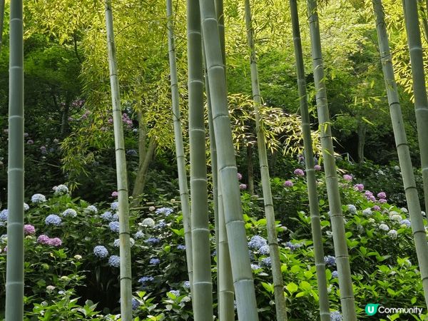 鐮倉長谷寺 每年6月都會開滿繡球花，去長谷寺只係距離東京搭車...