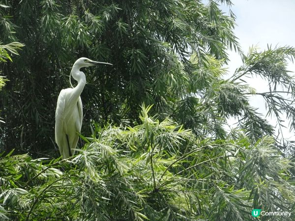洪湖公園又大又靚，陽光普照，空氣又清新，好多靚景影相，可以比...