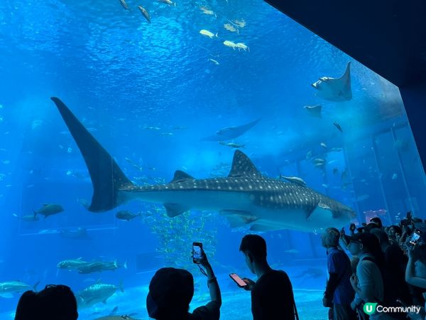 美麗海水族館可說是沖繩海洋生態的縮影。全亞洲最大、世界第三大...