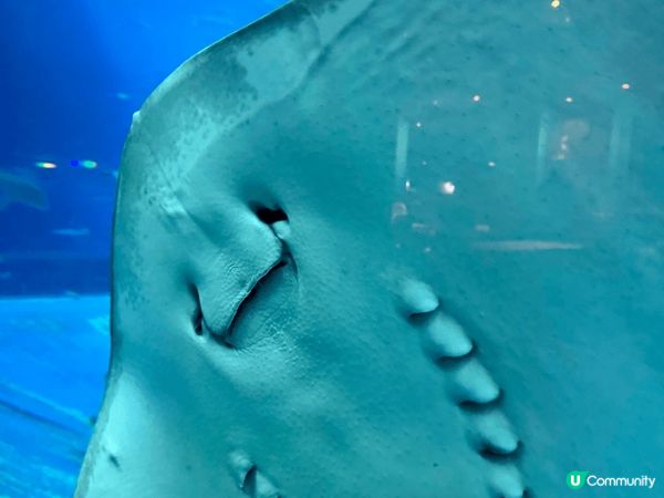 美麗海水族館可說是沖繩海洋生態的縮影。全亞洲最大、世界第三大...