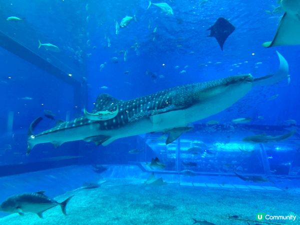 美麗海水族館可說是沖繩海洋生態的縮影。全亞洲最大、世界第三大...