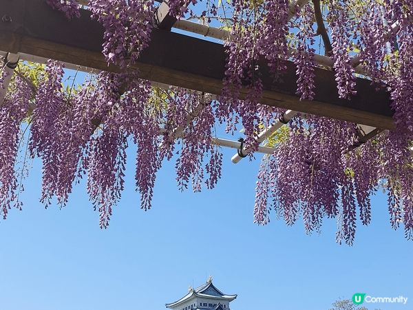 當名古屋城遇上紫藤花，完美展現日本風，絕景之一
