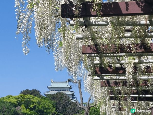 當名古屋城遇上紫藤花，完美展現日本風，絕景之一
