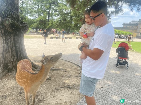 爸爸帶我去大板餵鹿仔，希望你身體健康，我可以年年同你去旅行🙏...