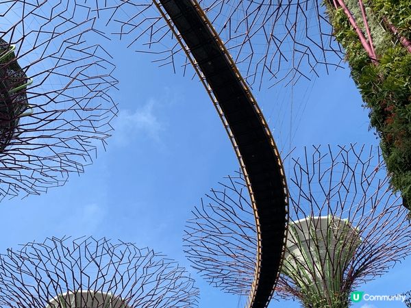 濱海灣花園的天空樹已經是新加坡的一個標誌性的景點,由數10棵...