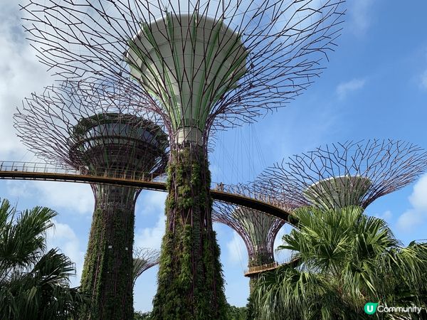 濱海灣花園的天空樹已經是新加坡的一個標誌性的景點,由數10棵...