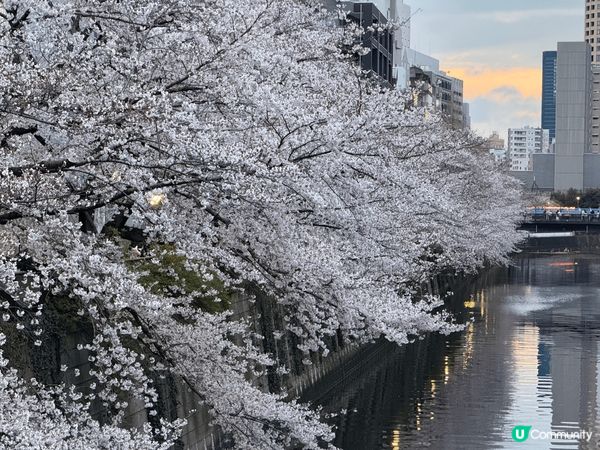 今年四月去咗日本東京影櫻花，好多地方嘅櫻花都開得好靚，值得去...