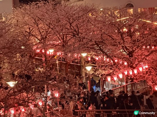 今年四月去咗日本東京影櫻花，好多地方嘅櫻花都開得好靚，值得去...