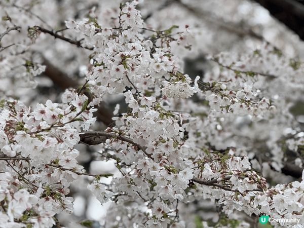 今年四月去咗日本東京影櫻花，好多地方嘅櫻花都開得好靚，值得去...