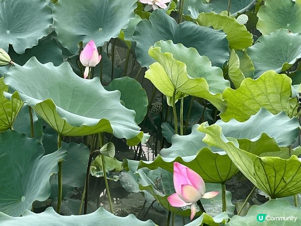 洪湖公園面積實在太大了，上次遊玩完北邊，今次繼續逛南邊，去到...