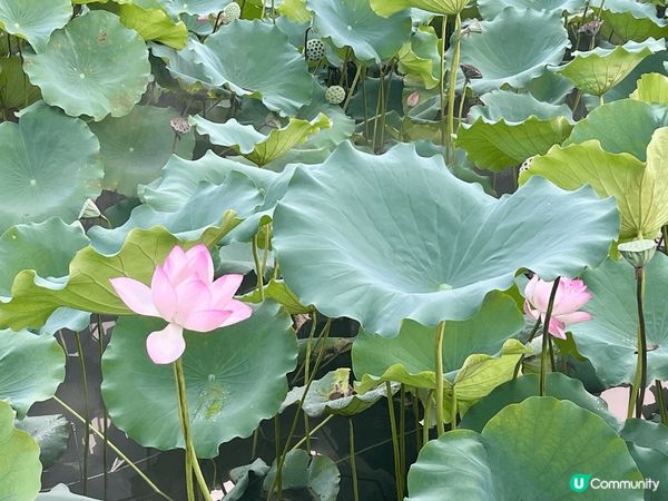 洪湖公園面積實在太大了，上次遊玩完北邊，今次繼續逛南邊，去到...