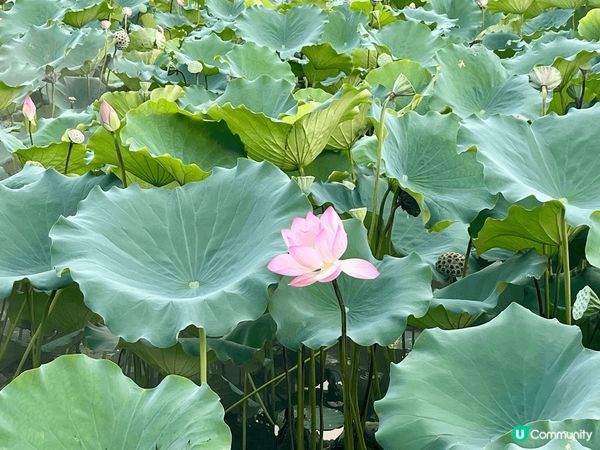 洪湖公園面積實在太大了，上次遊玩完北邊，今次繼續逛南邊，去到...