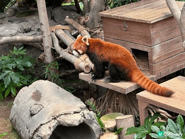 香港最好打卡熱點就係海洋公園，除咗可以睇熊貓🐼－家，仲可以睇...