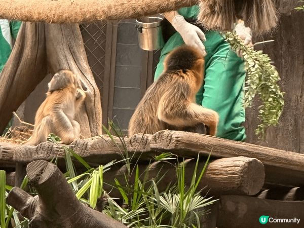 香港最好打卡熱點就係海洋公園，除咗可以睇熊貓🐼－家，仲可以睇...
