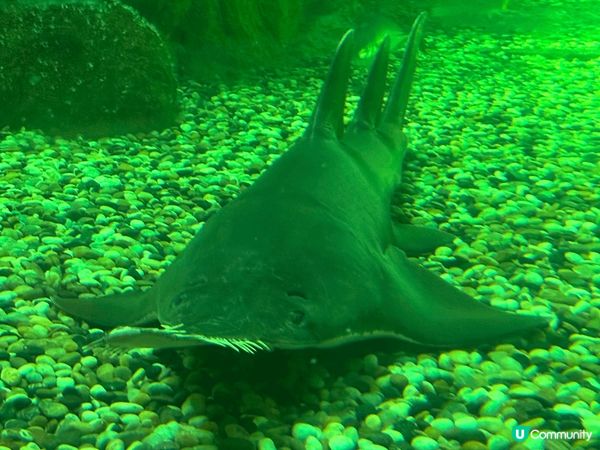 香港最好打卡熱點就係海洋公園，除咗可以睇熊貓🐼－家，仲可以睇...