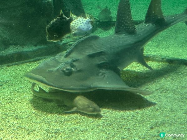 香港最好打卡熱點就係海洋公園，除咗可以睇熊貓🐼－家，仲可以睇...