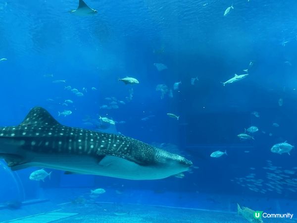 1. 四國-德島縣-奧祖谷二重藤蔓橋
