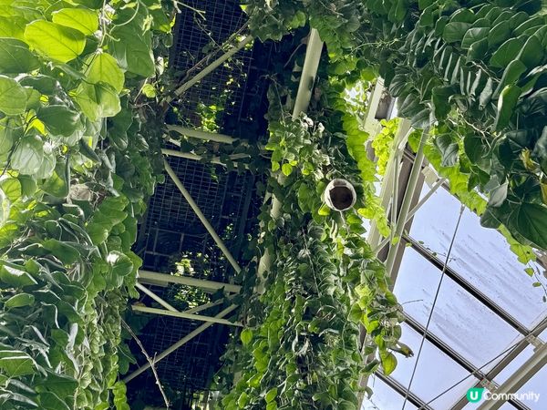 在熱帶夢想中心內，種植熱帶與亞熱帶的花卉、果樹，以及時常展示...