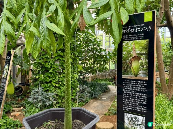 在熱帶夢想中心內，種植熱帶與亞熱帶的花卉、果樹，以及時常展示...