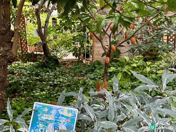 在熱帶夢想中心內，種植熱帶與亞熱帶的花卉、果樹，以及時常展示...