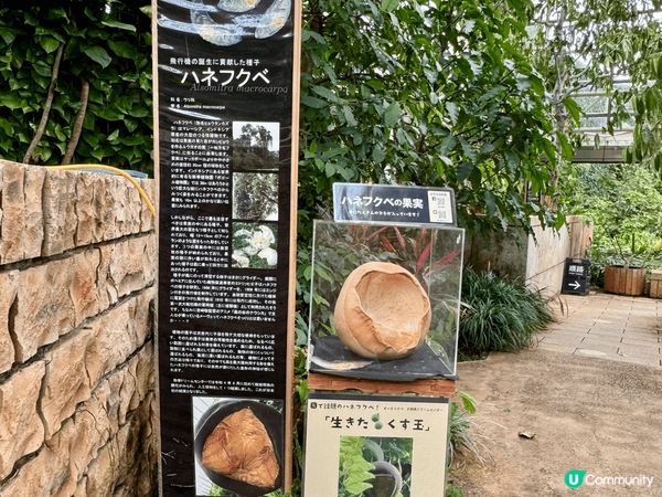 在熱帶夢想中心內，種植熱帶與亞熱帶的花卉、果樹，以及時常展示...