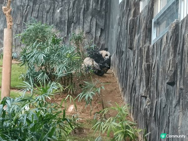 海洋公園紅貓和新發之行之旅行