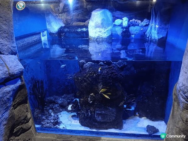 海洋公園紅貓和新發之行之旅行