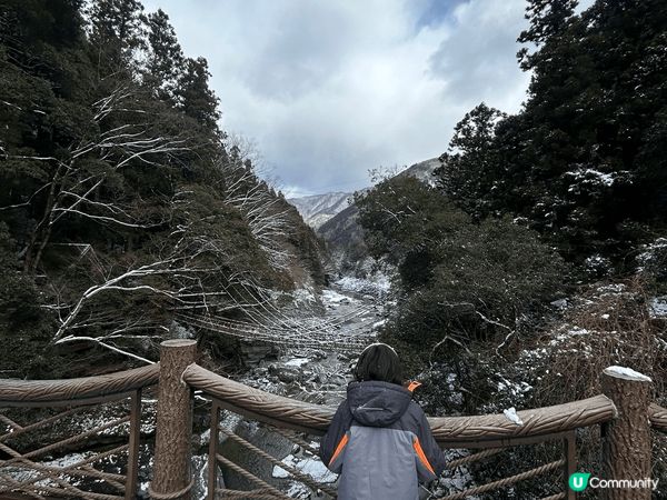 上次去了四國旅行，祖谷藤蔓橋冬日覆雪，搖曳於祖谷川上，兩岸山...