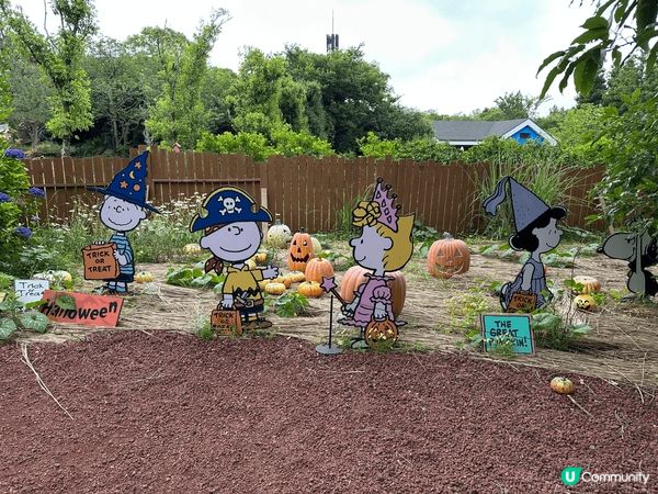 濟洲的風景真係好靚，天氣很好很舒服，去了山茶花之丘，Snoo...