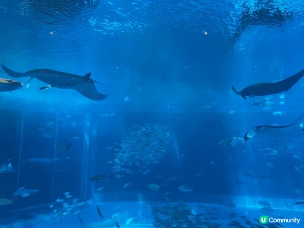 沖繩美麗海水族館