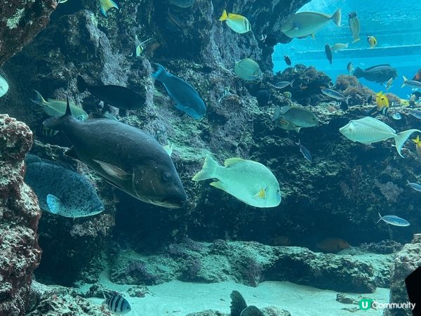 沖繩美麗海水族館