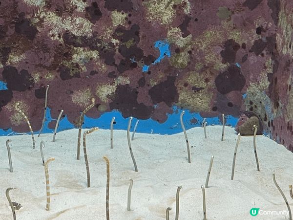 沖繩美麗海水族館