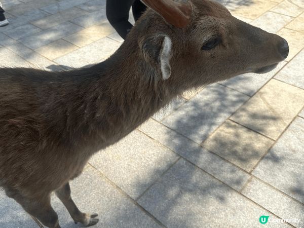 上個月去了大阪旅行，想介紹一下當地嘅美食畀大家知道，喺日本當...