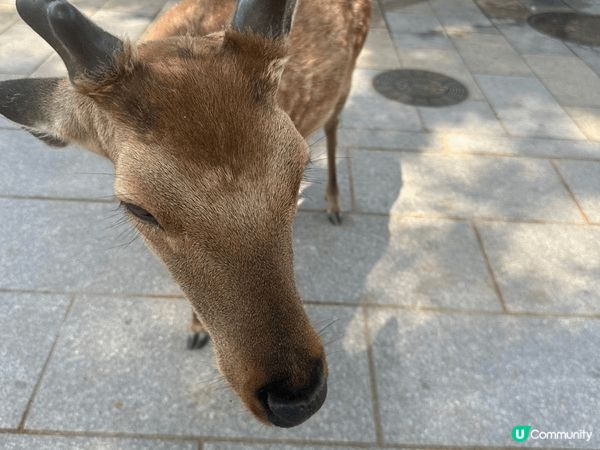 上個月去了大阪旅行，想介紹一下當地嘅美食畀大家知道，喺日本當...