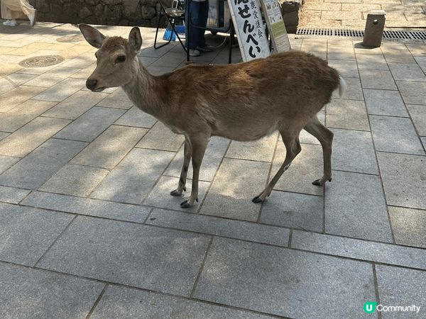上個月去了大阪旅行，想介紹一下當地嘅美食畀大家知道，喺日本當...