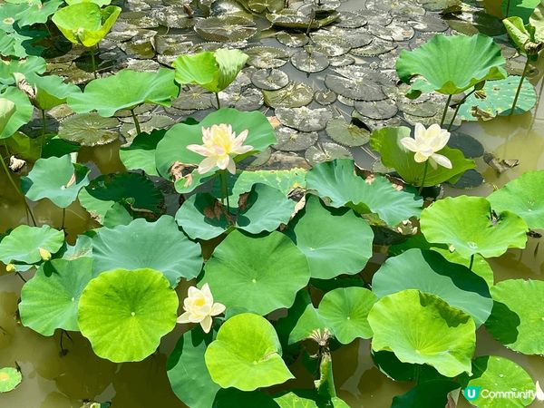 夏日當然要去賞荷花！深圳洪湖公園一年一度的荷包節又到啦，各個...