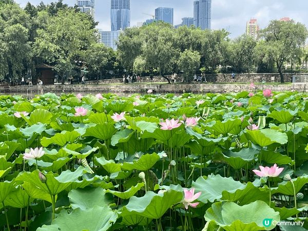 夏日當然要去賞荷花！深圳洪湖公園一年一度的荷包節又到啦，各個...