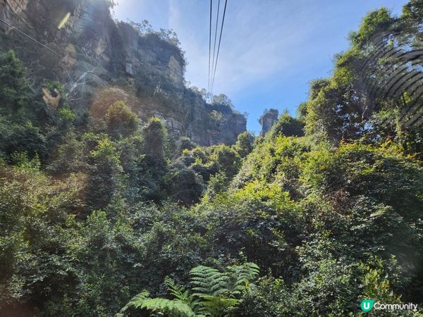 悉尼藍山⛰️！勁好玩過山車🎢！靚爆！🤩