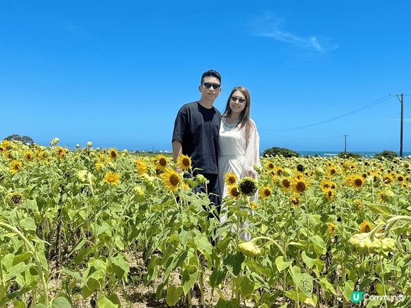 石垣島隱藏太陽花田😍配上藍天白雲好天氣🥰