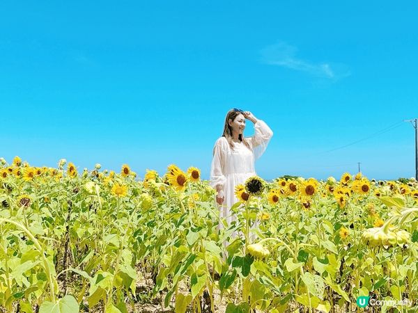 石垣島隱藏太陽花田😍配上藍天白雲好天氣🥰
