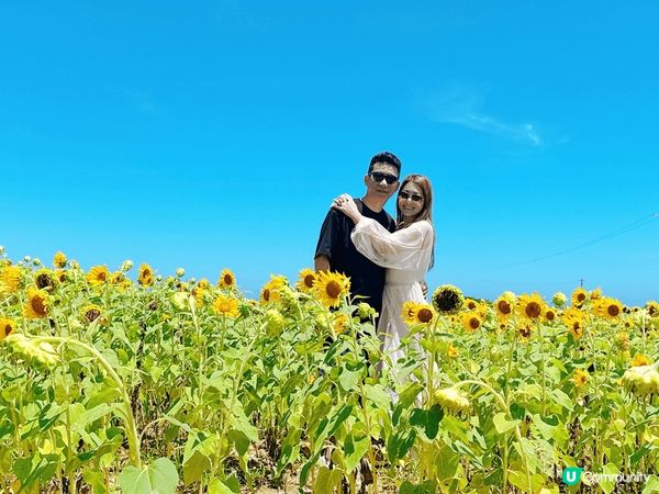 石垣島隱藏太陽花田😍配上藍天白雲好天氣🥰