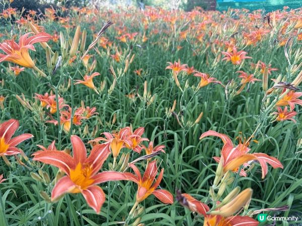 之前終於有機會去到新疆～ 