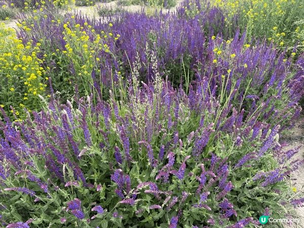 之前終於有機會去到新疆～ 