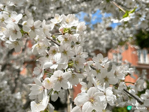 Enjoy the beautiful scenery in...